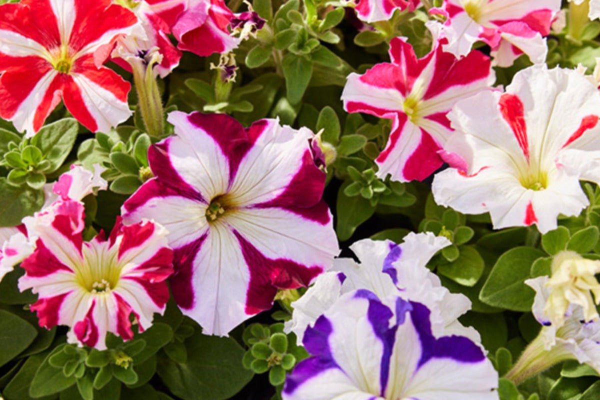 Petunia Striped Multiple Colour Flower Seeds – Petunia x hybrida - SHOP SEEDS