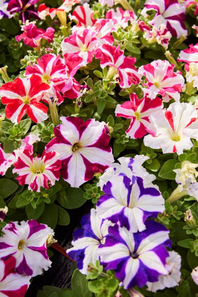 Petunia Striped Multiple Colour Flower Seeds – Petunia x hybrida - SHOP SEEDS