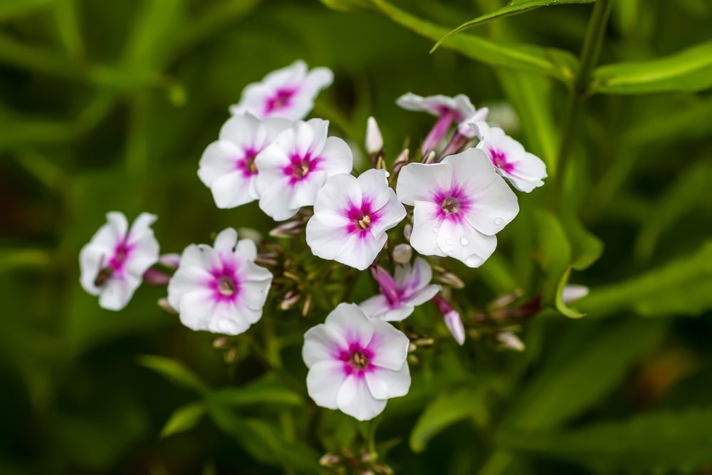 Phlox Beauty Sensation Seeds - Phlox drummondii - SHOP SEEDS