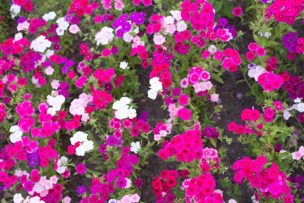 Phlox Beauty Sensation Seeds - Phlox drummondii - SHOP SEEDS