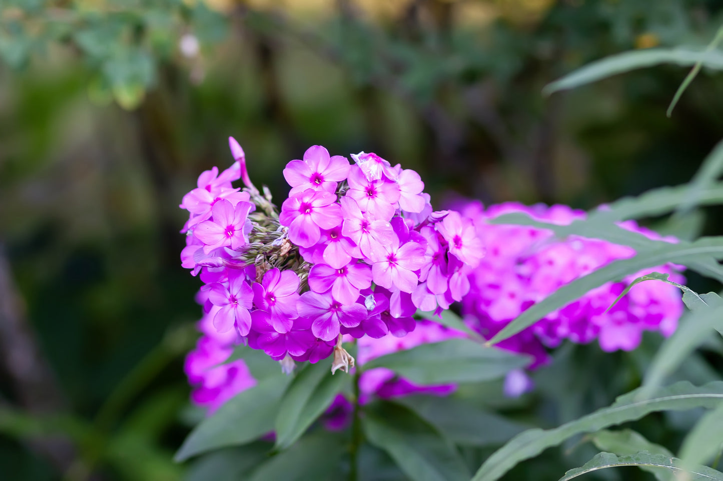 Phlox Beauty Sensation Seeds - Phlox drummondii - SHOP SEEDS