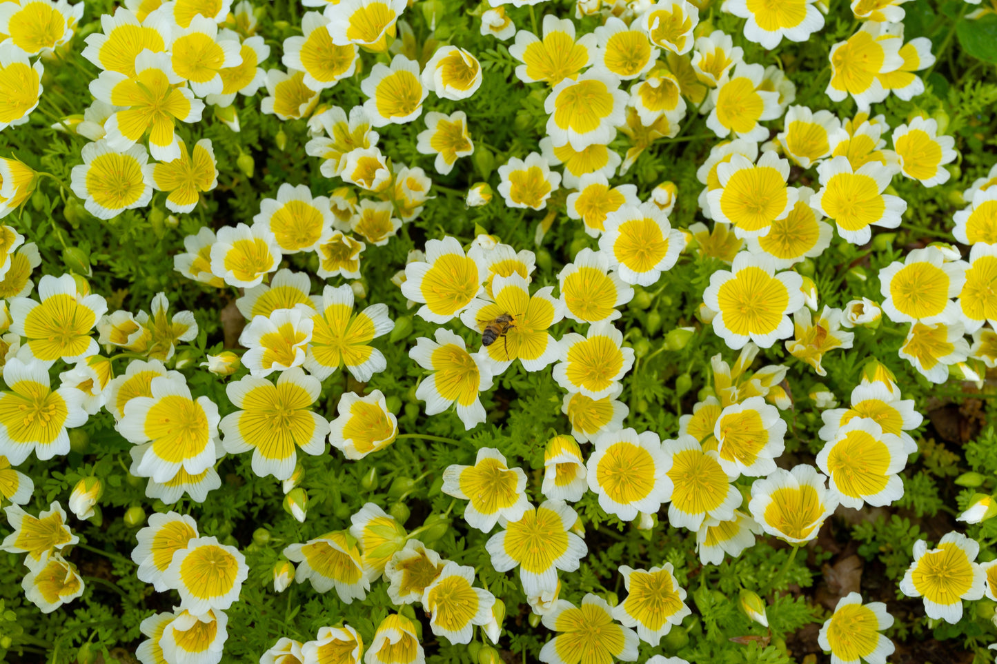 Poached Egg Flower Seeds – Limnanthes douglasii - SHOP SEEDS