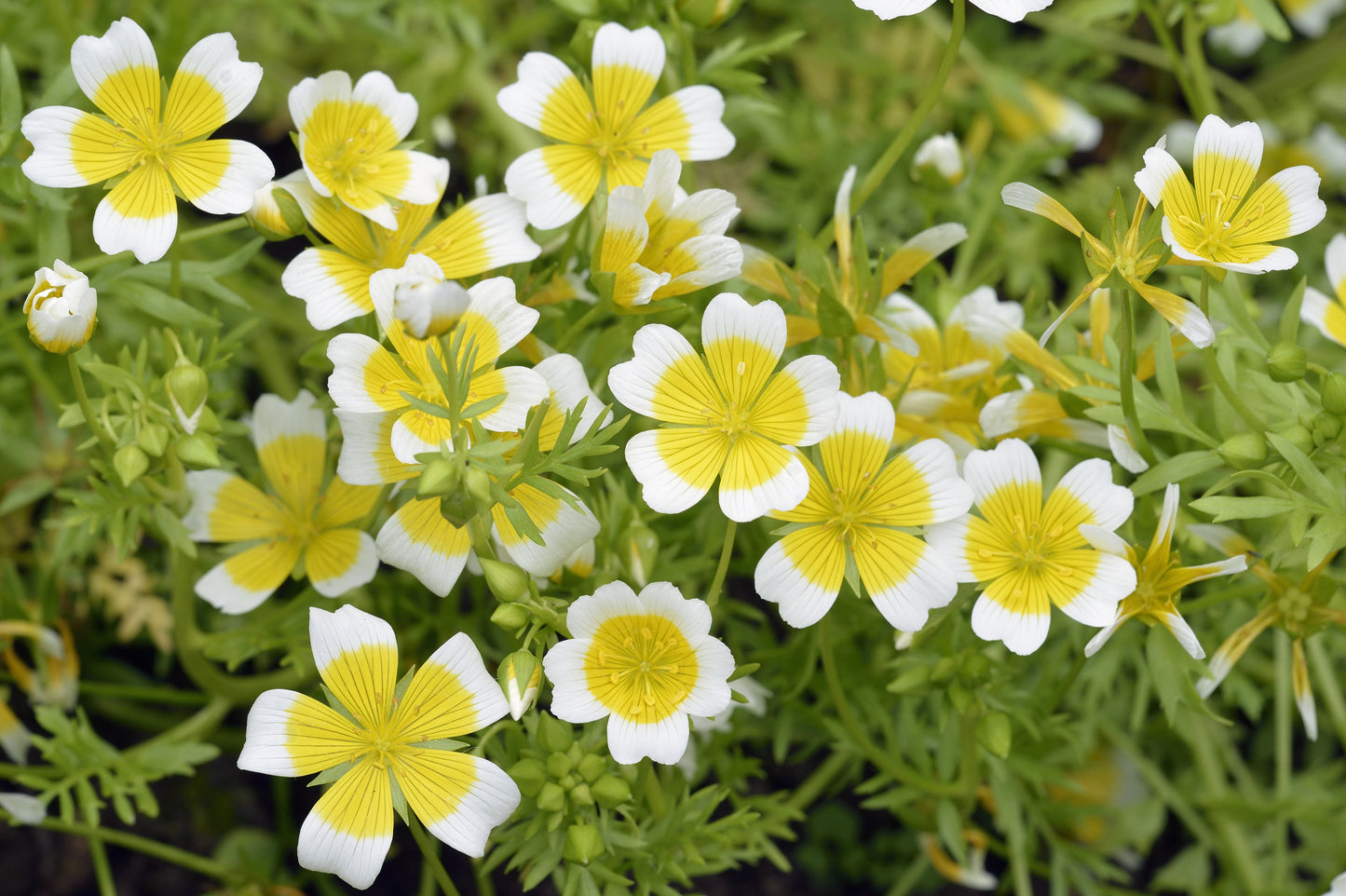 Poached Egg Flower Seeds – Limnanthes douglasii - SHOP SEEDS