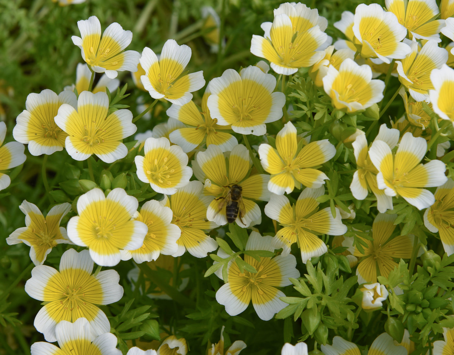Poached Egg Flower Seeds – Limnanthes douglasii - SHOP SEEDS