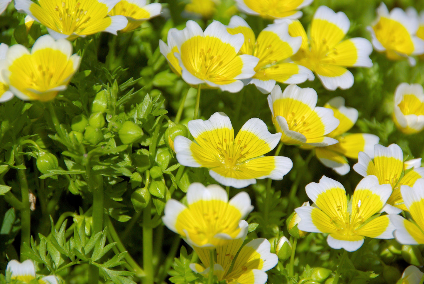 Poached Egg Flower Seeds – Limnanthes douglasii - SHOP SEEDS
