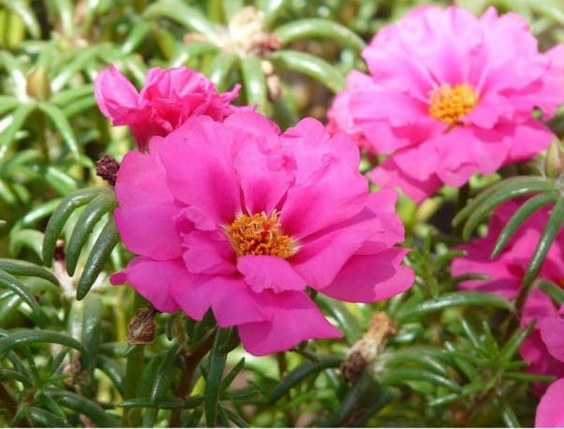 Portulaca Double Flower Seed Mix – Portulaca grandiflora - SHOP SEEDS