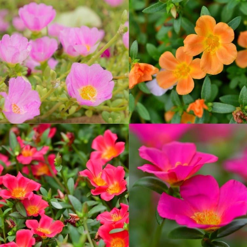 Portulaca Single Flowered Seed Mix – Portulaca grandiflora - SHOP SEEDS