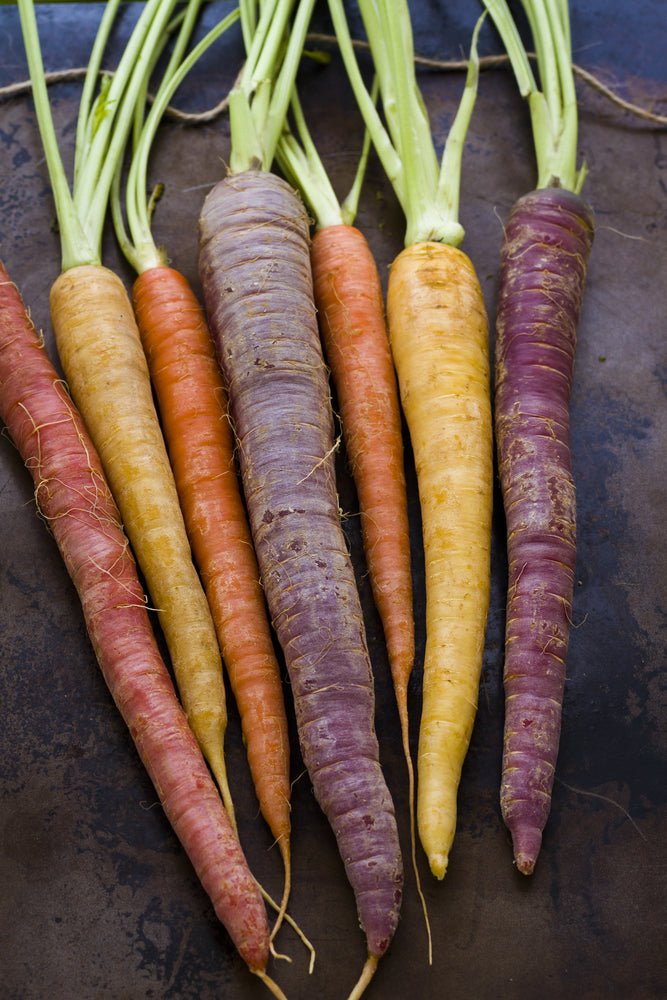 Rainbow Carrot Seeds – Daucus carota - SHOP SEEDS