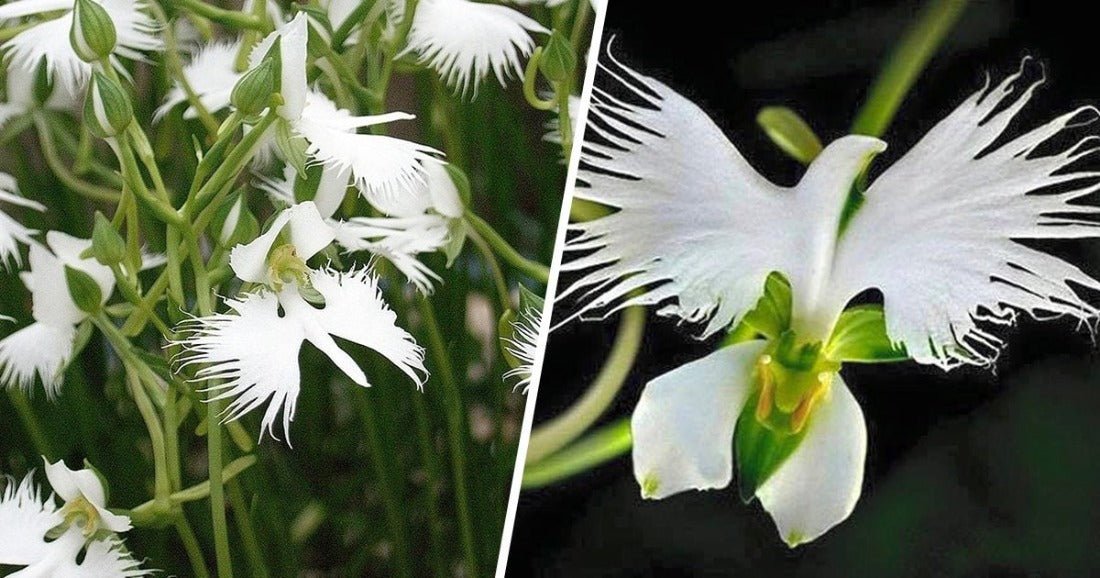 Rare White Dove Flower Seeds – Nigella ranunculaceae - SHOP SEEDS