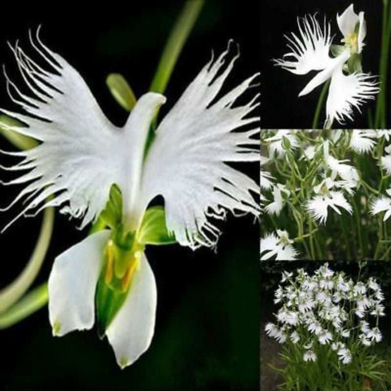 Rare White Dove Flower Seeds – Nigella ranunculaceae - SHOP SEEDS