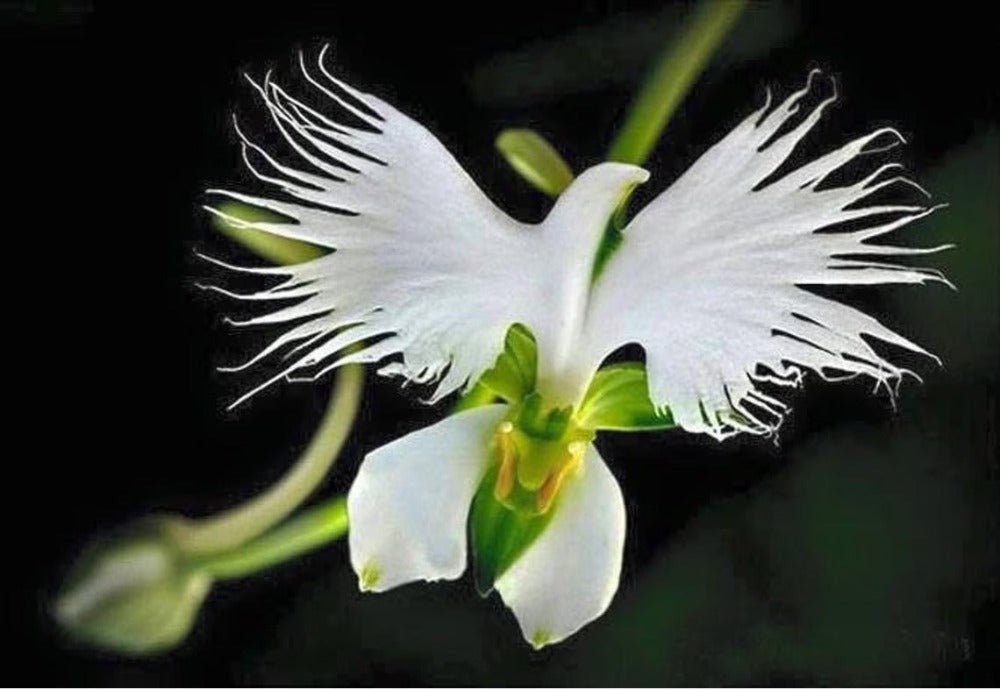 strange flower seeds Shop Seeds | Buy Rare White Dove Flower Seeds at