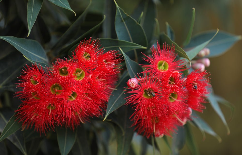 Red Flowering Gum Tree Seeds – Corymbia ficifolia - SHOP SEEDS