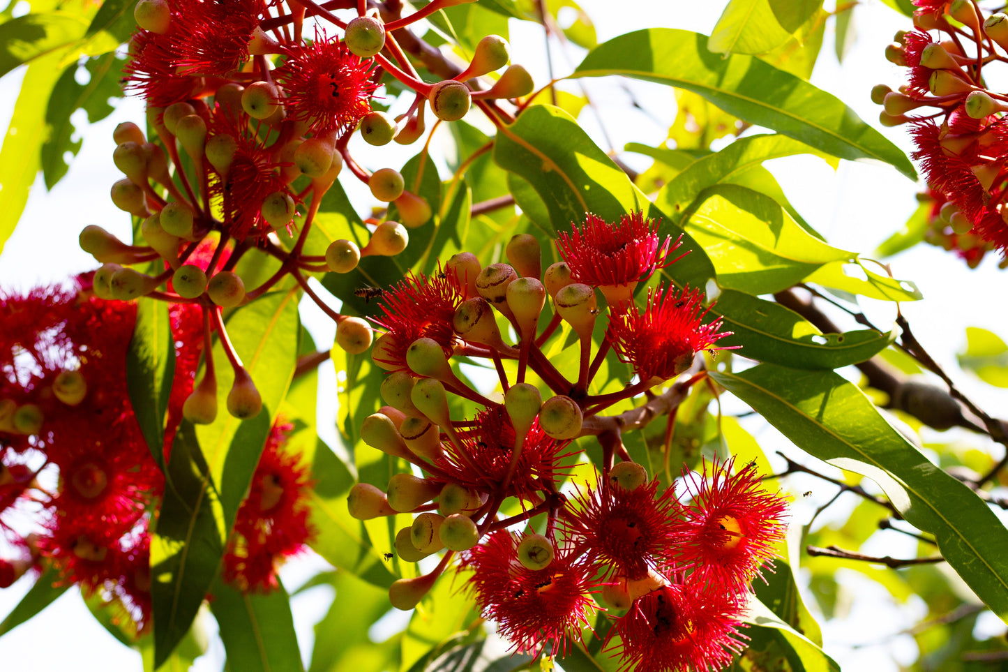 Red Flowering Gum Tree Seeds – Corymbia ficifolia - SHOP SEEDS