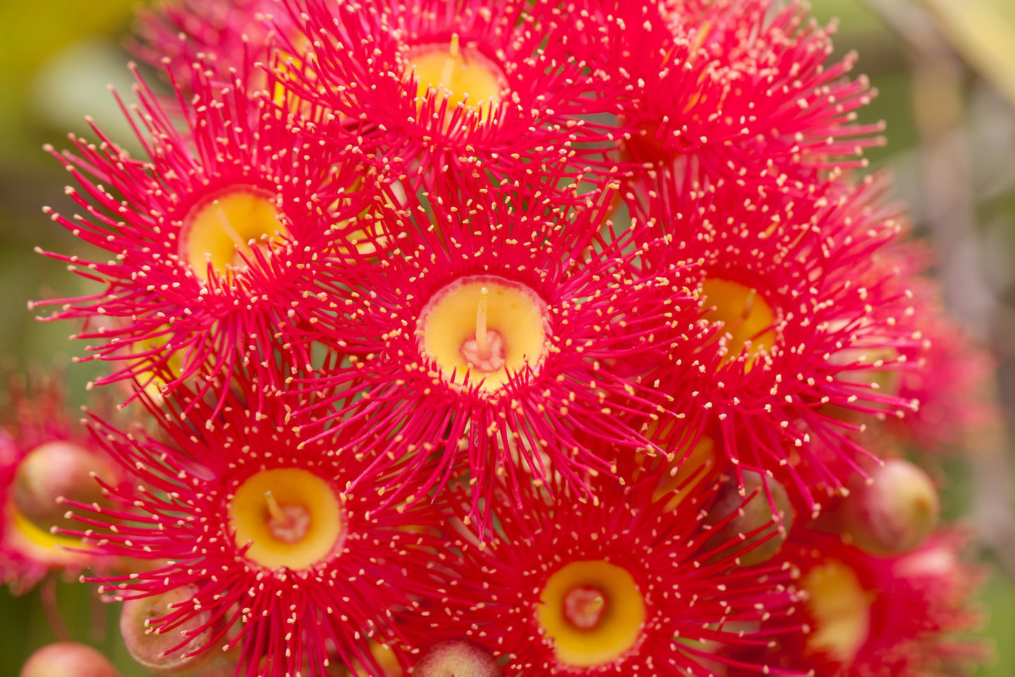 Red Flowering Gum Tree Seeds – Corymbia ficifolia - SHOP SEEDS