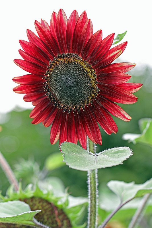 Red Sunflower Seeds – Helianthus annuus - SHOP SEEDS
