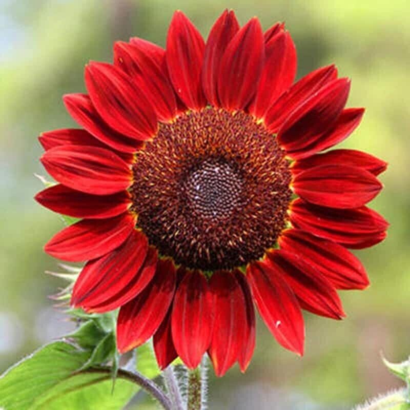 Red Sunflower Seeds – Helianthus annuus - SHOP SEEDS