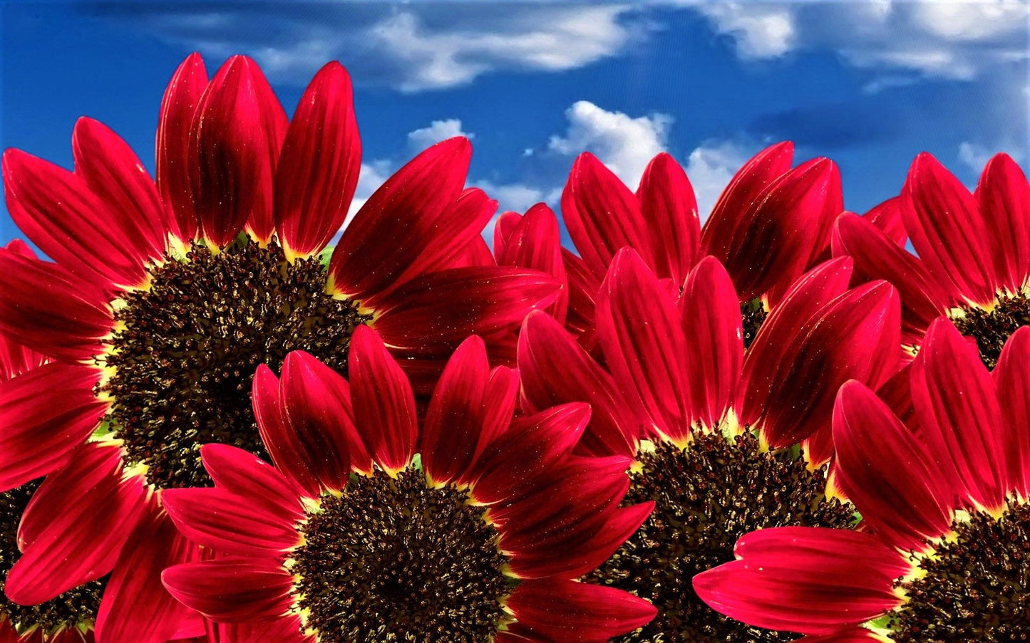 Red Sunflower Seeds – Helianthus annuus - SHOP SEEDS