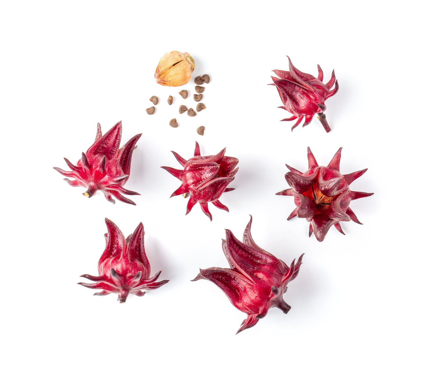 Roselle Seeds – Hibiscus sabdariffa - SHOP SEEDS