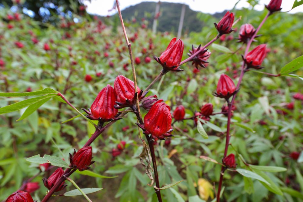 Roselle Seeds – Hibiscus sabdariffa - SHOP SEEDS