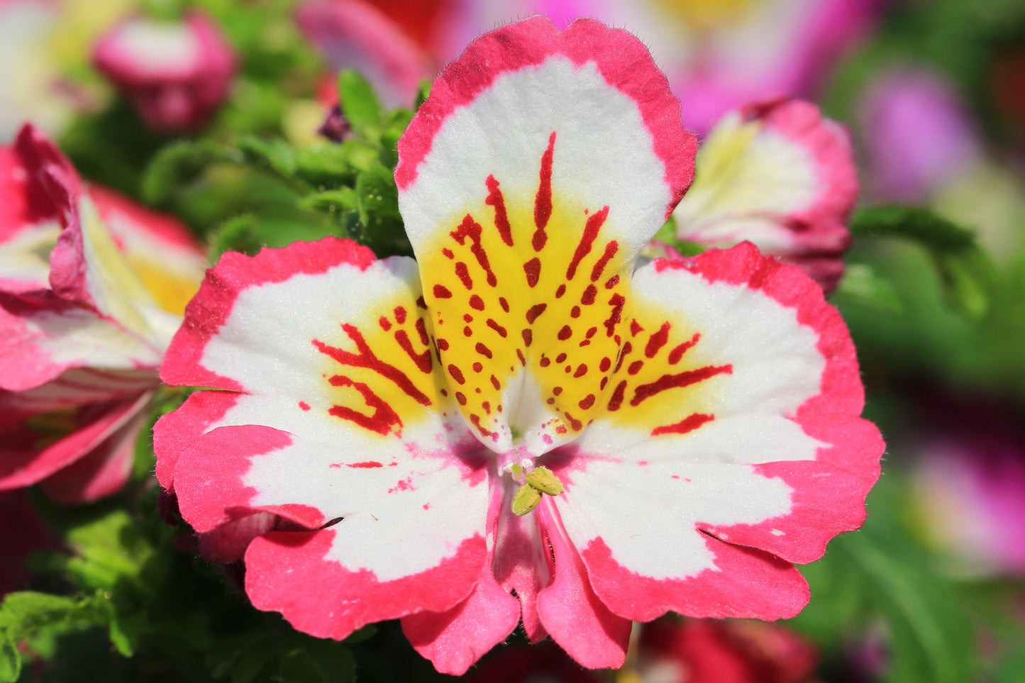 Schizanthus Angel Wings Flower Mix Seeds – Schizanthus pinnatus - SHOP SEEDS