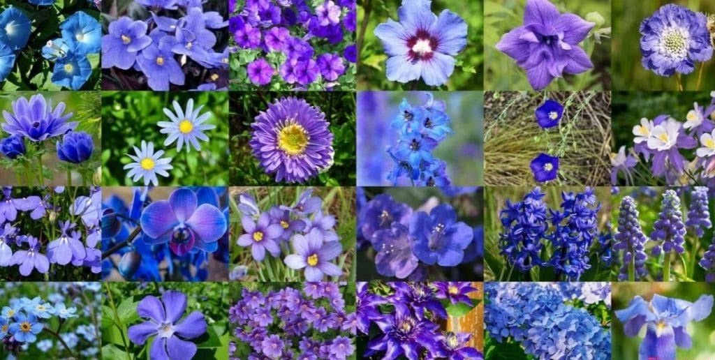 Shades of Blue Mixed Flower Seeds – Assorted Annual Varieties - SHOP SEEDS