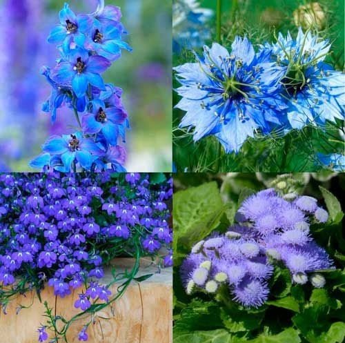Shades of Blue Mixed Flower Seeds – Assorted Annual Varieties - SHOP SEEDS