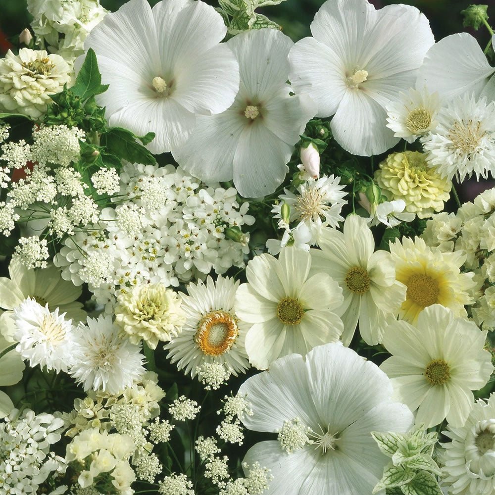 Shades of White Flower Mix Seeds – Assorted Annual Varieties - SHOP SEEDS