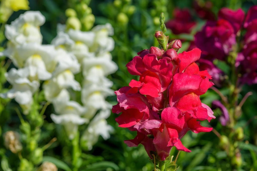 Snapdragon Cheerio Mixed Seeds – Antirrhinum majus - SHOP SEEDS