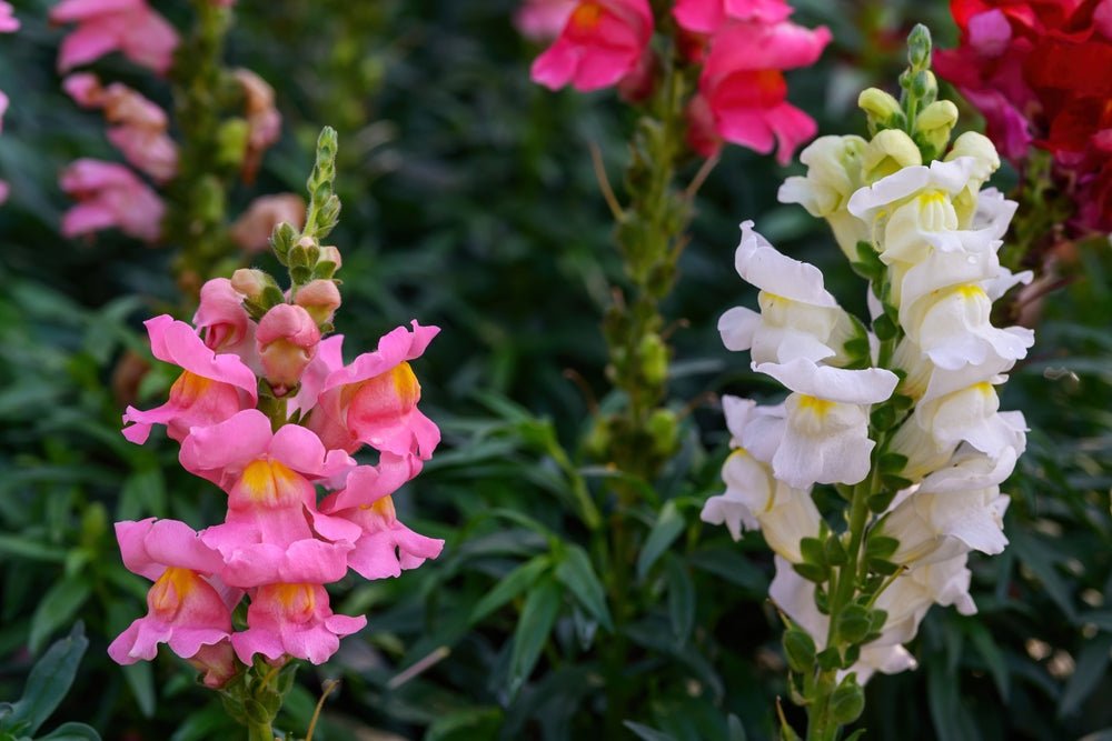 Snapdragon Cheerio Mixed Seeds – Antirrhinum majus - SHOP SEEDS
