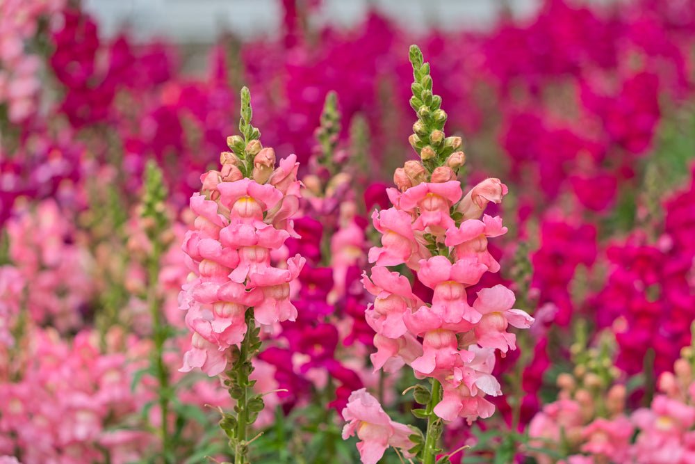 Snapdragon Cheerio Mixed Seeds – Antirrhinum majus - SHOP SEEDS