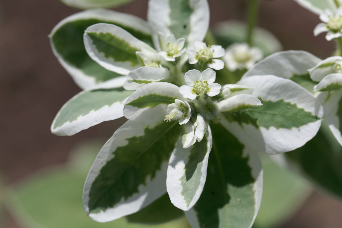 Snow on the Mountain Seeds – Euphorbia marginata - SHOP SEEDS