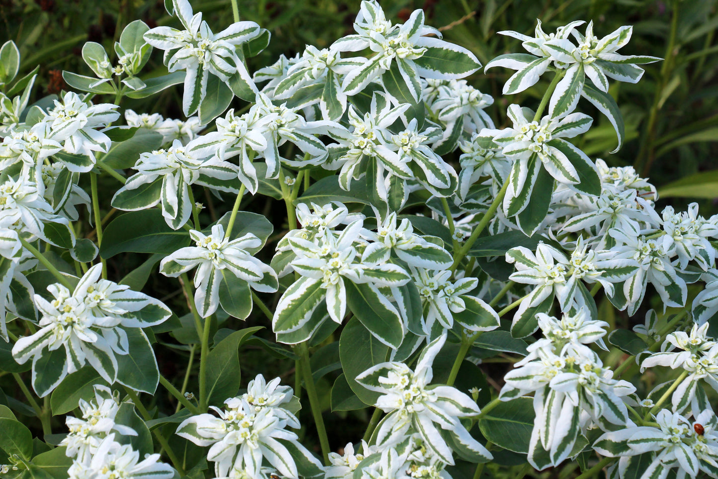 Snow on the Mountain Seeds – Euphorbia marginata - SHOP SEEDS
