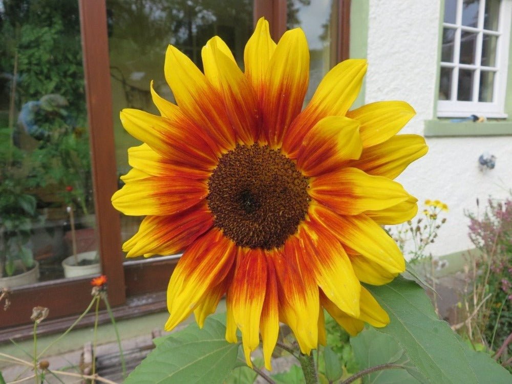 Solar Flash Sunflower Seeds – Helianthus annuus - SHOP SEEDS