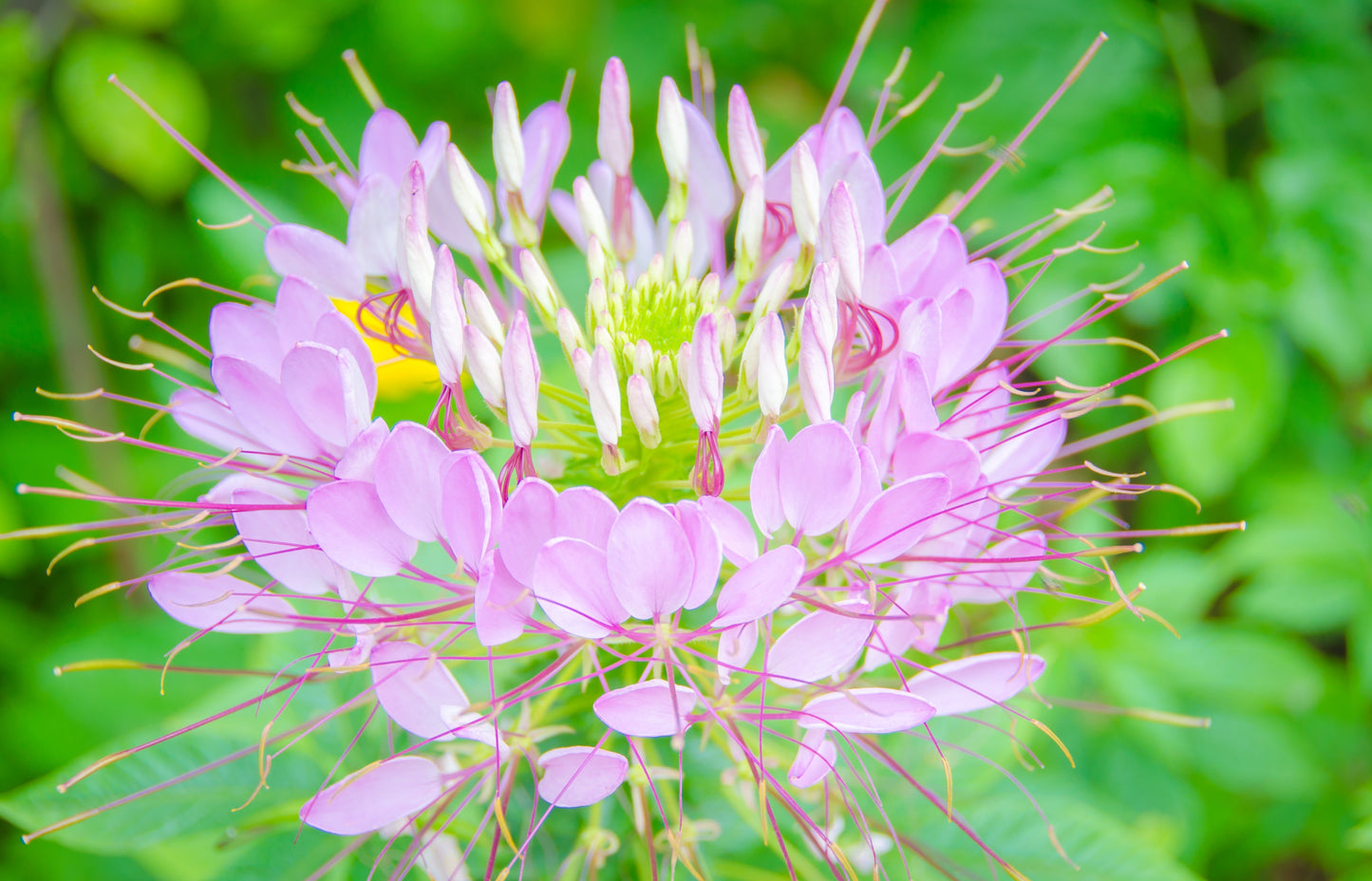 Spider Flower Fountain Mix Seeds – Cleome hassleriana - SHOP SEEDS