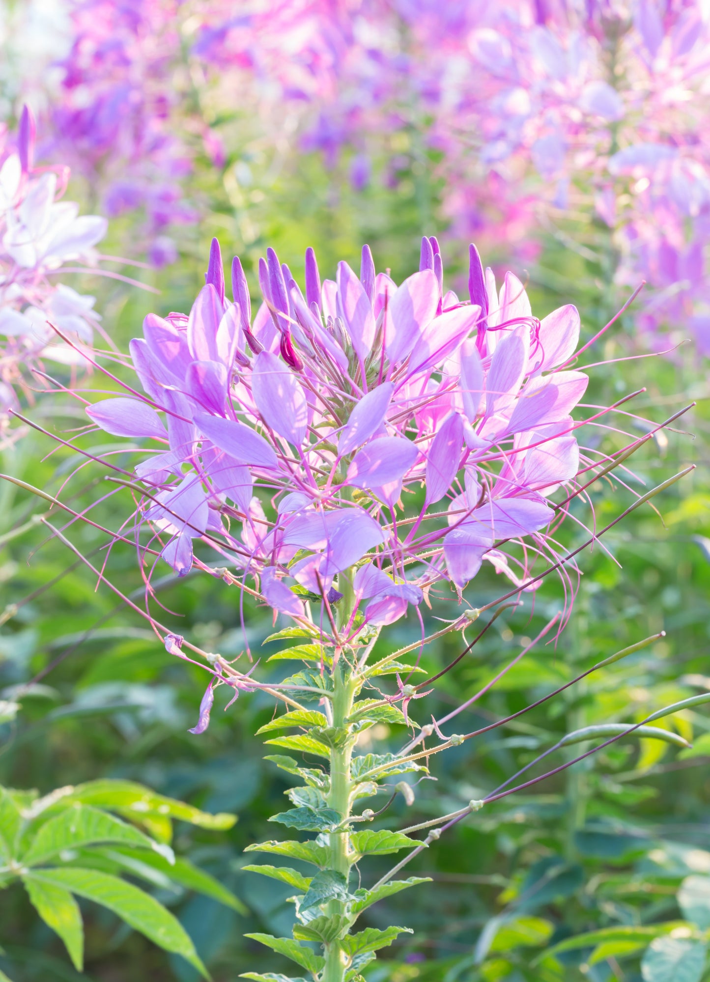 Spider Flower Fountain Mix Seeds – Cleome hassleriana - SHOP SEEDS