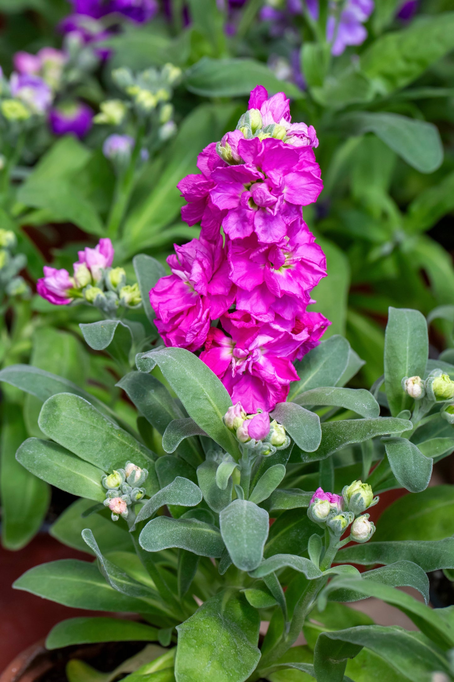 Stock Giant Imperial Mixed Seeds – Matthiola incana - SHOP SEEDS