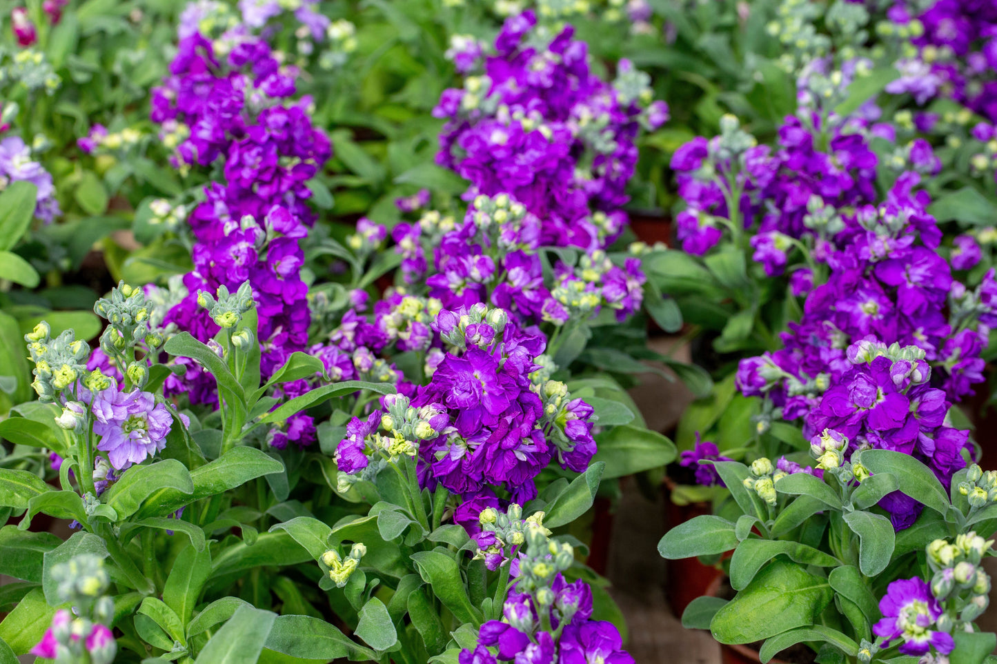 Stock Giant Imperial Mixed Seeds – Matthiola incana - SHOP SEEDS