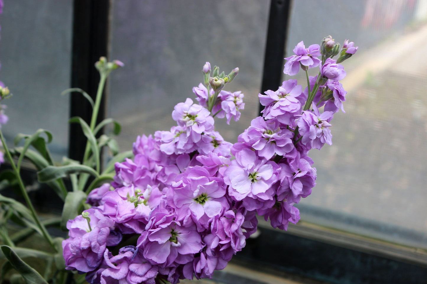 Stock Giant Imperial Mixed Seeds – Matthiola incana - SHOP SEEDS