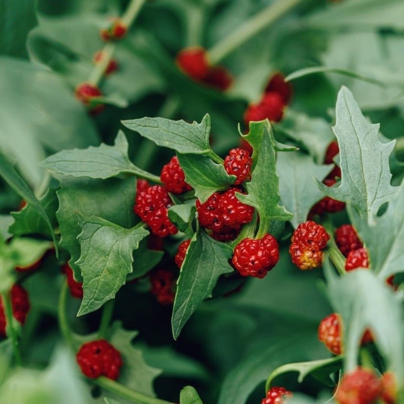Strawberry Spinach Seeds – Chenopodium foliosum - SHOP SEEDS