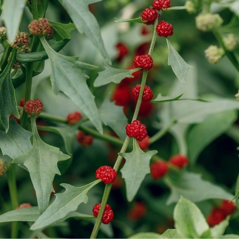 Strawberry Spinach Seeds – Chenopodium foliosum - SHOP SEEDS