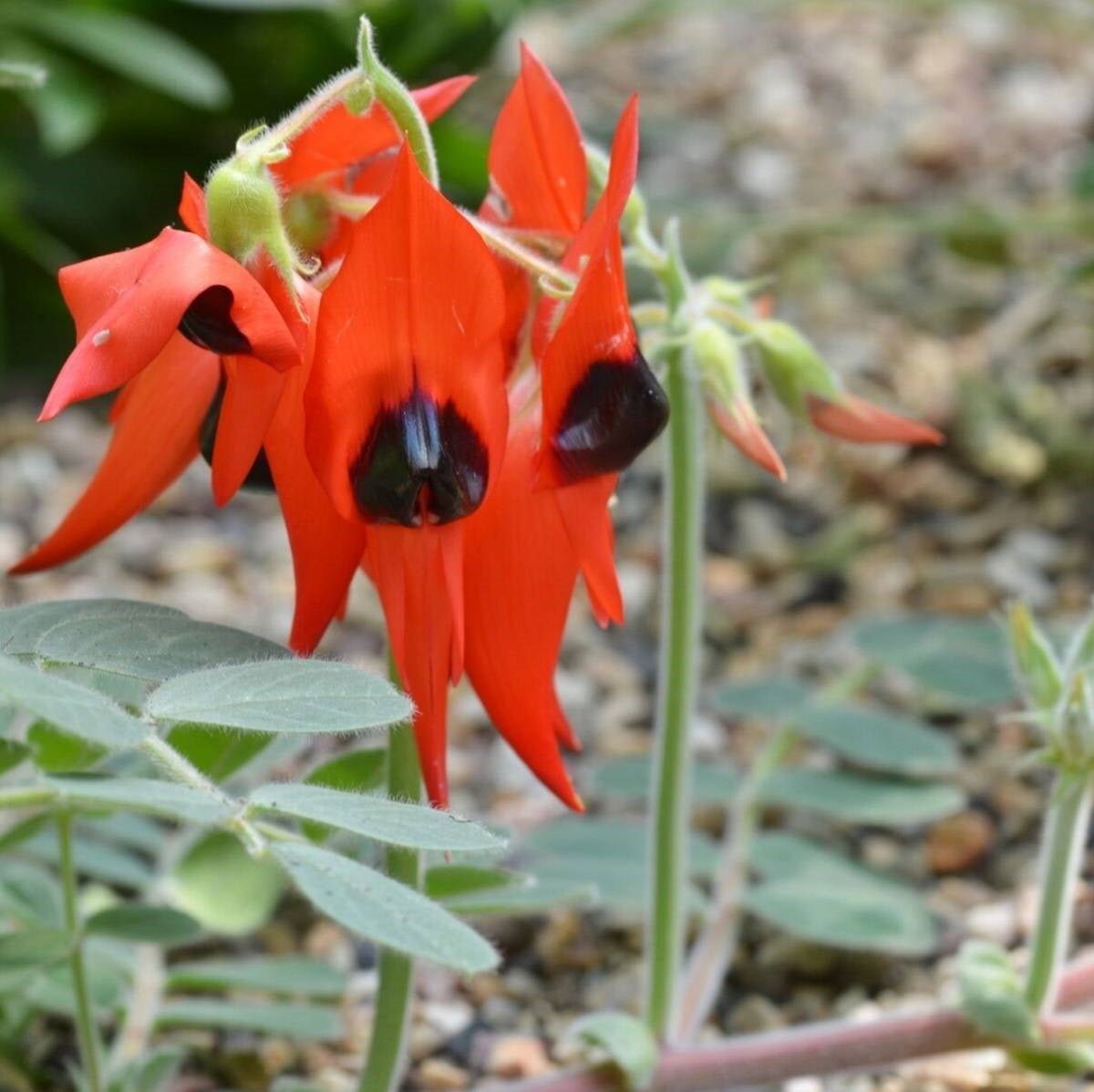 Sturt’s Desert Pea Flower Seeds – Swainsona formosa - SHOP SEEDS