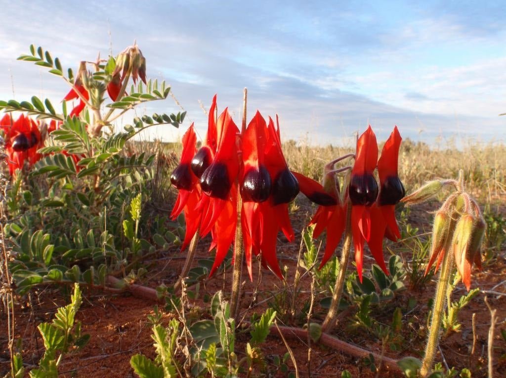 Sturt’s Desert Pea Flower Seeds – Swainsona formosa - SHOP SEEDS