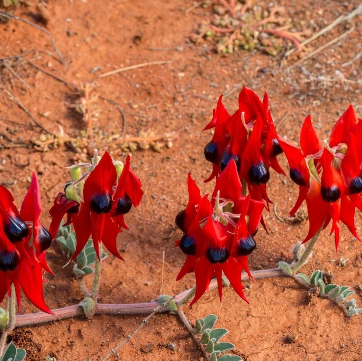 Sturt’s Desert Pea Flower Seeds – Swainsona formosa - SHOP SEEDS