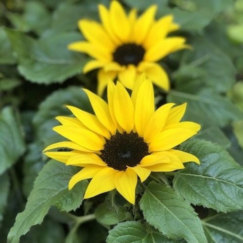 Sunflower Dwarf Sunsation Seeds – Helianthus annuus - SHOP SEEDS