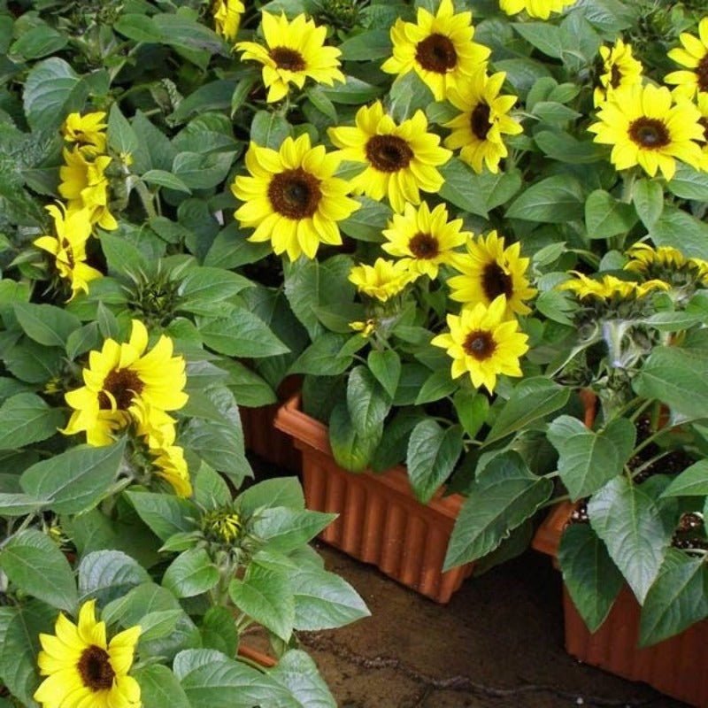 Sunflower Dwarf Sunsation Seeds – Helianthus annuus - SHOP SEEDS