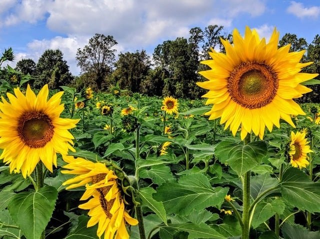Sunflower Sun King Seeds – Helianthus annuus - SHOP SEEDS