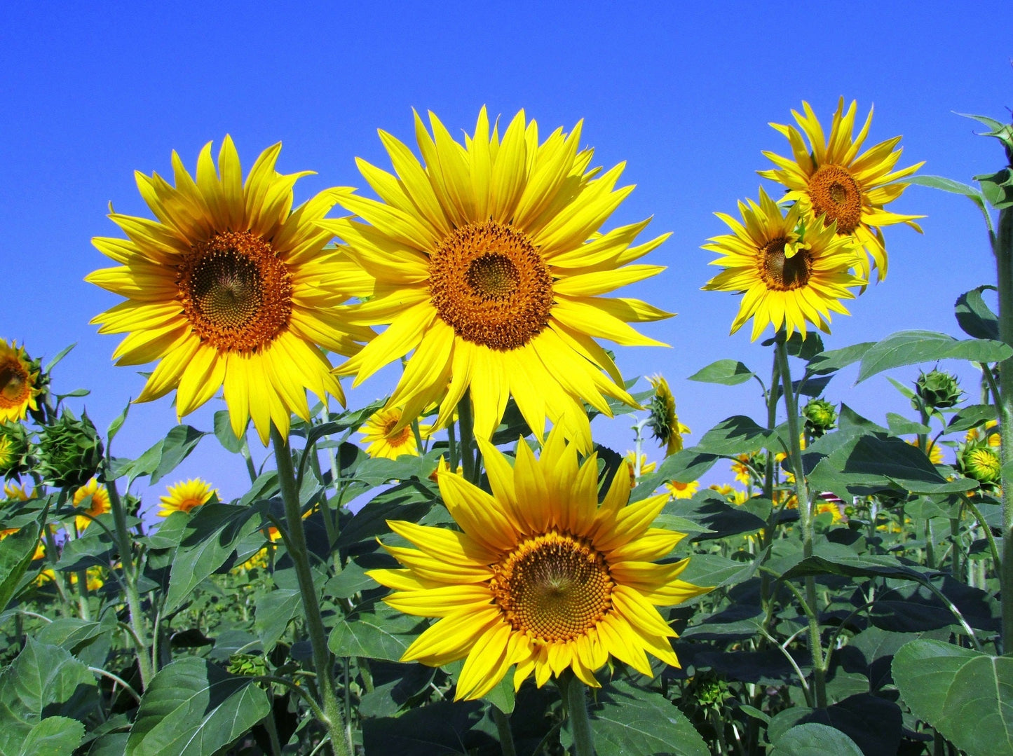 Sunflower Sun King Seeds – Helianthus annuus - SHOP SEEDS