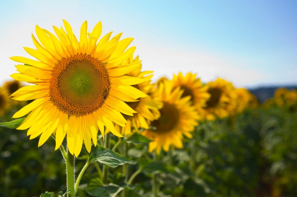 Sunflower Sun King Seeds – Helianthus annuus - SHOP SEEDS
