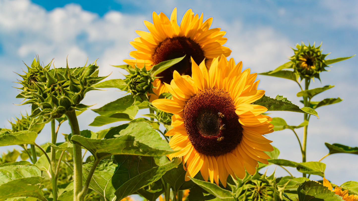 Sunflower Sunbird Seeds – Helianthus annuus - SHOP SEEDS