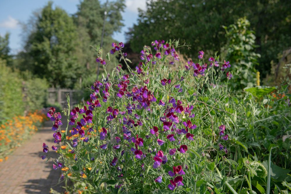 Sweet Pea – Bijou Flower Mixed Seeds – Lathyrus odoratus - SHOP SEEDS